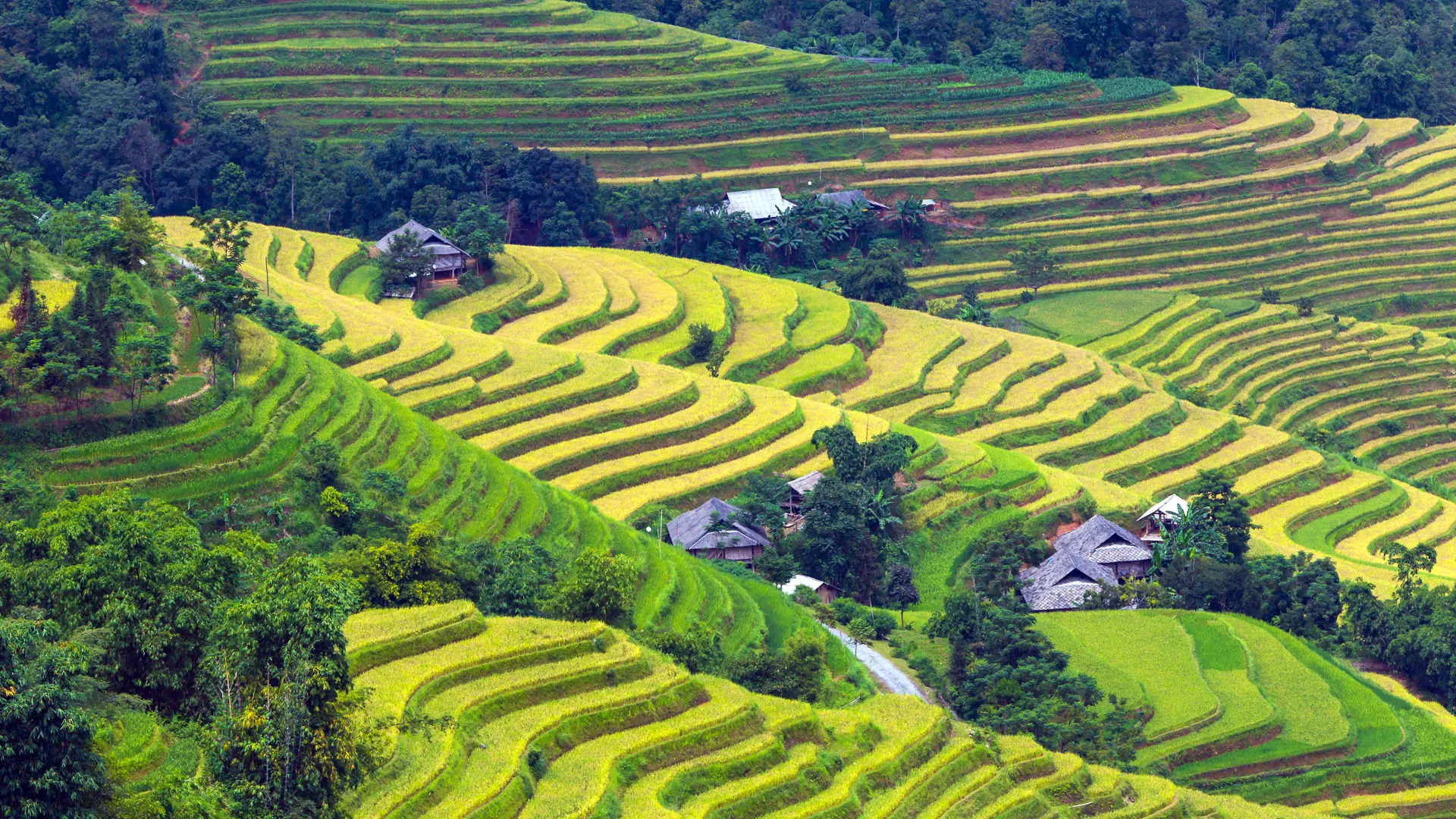 Rice fields on terraced of Hoang Su Phi, Ha Giang, Vietnam..jpg