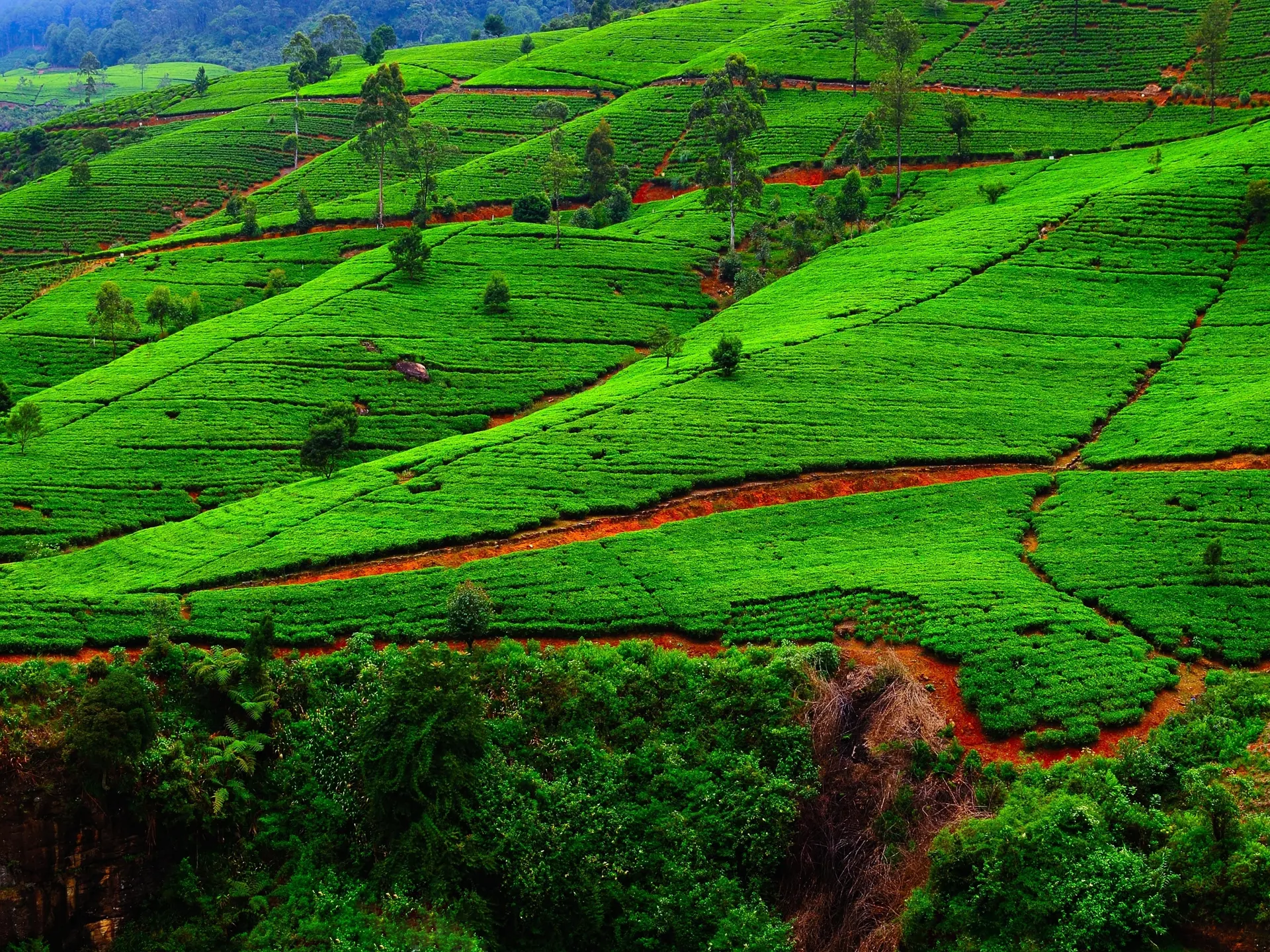 shutterstock_229257676 Fields of tea. Plantation in Sri Lanka..jpg